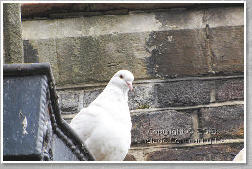 Image of a dove at St Barnabas
